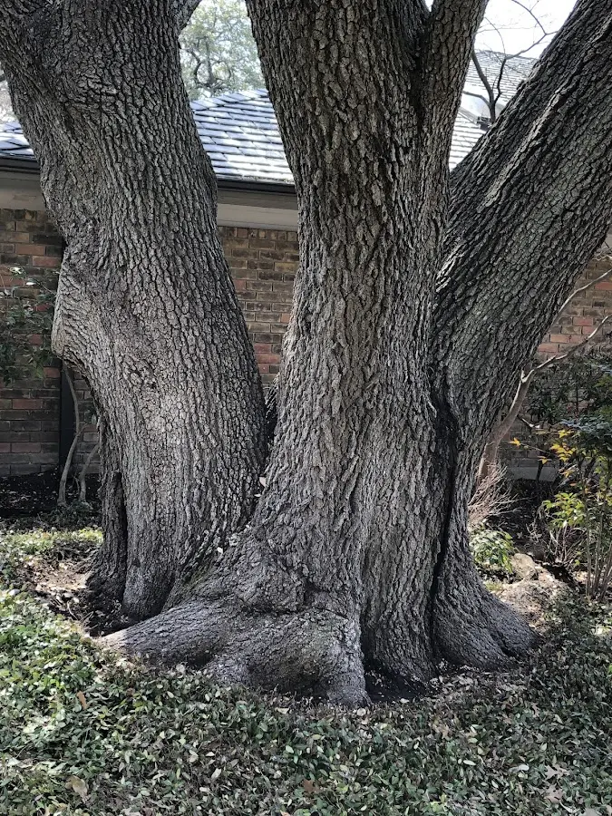 Mature heritage tree close to a Glen property cared for by certified arborists